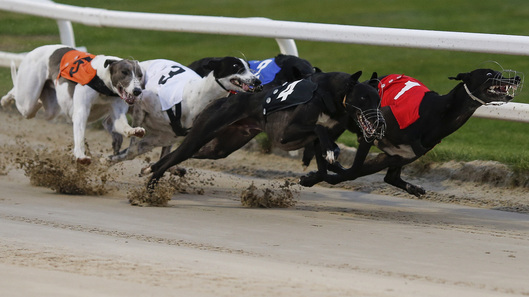 Live Greyhound Racing is a Live Racing Provided by the Vendor Partner GO Racing - GamingSoft