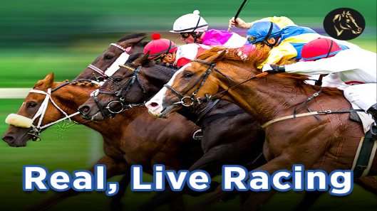 Live Horse Racing is a Live Racing Provided by the Vendor Partner GO Racing - GamingSoft