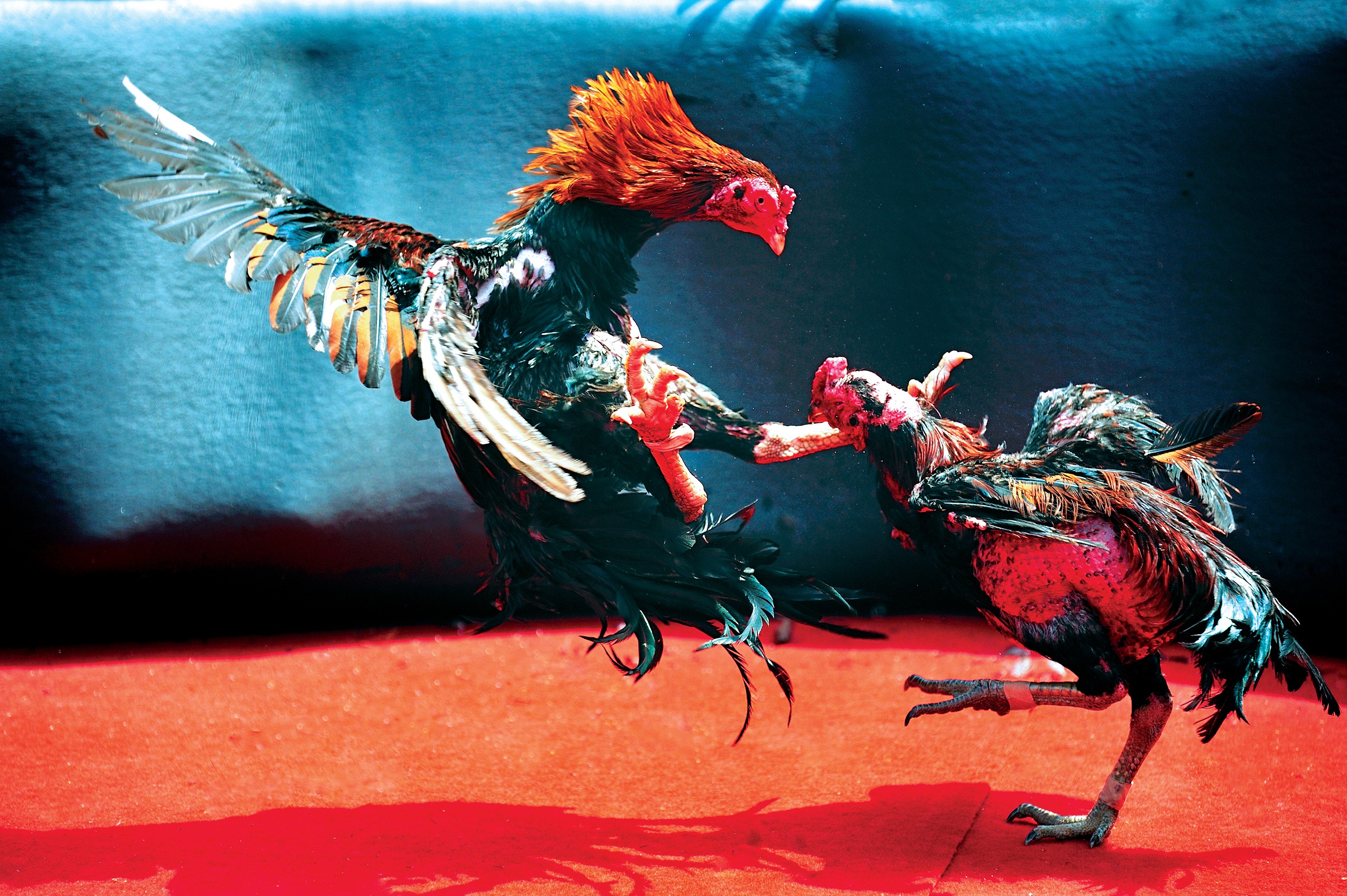 The Cockfighting 1 Game From Ds88 Cockfighting